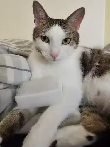 Enfin une brosse qu’il ne déteste pas